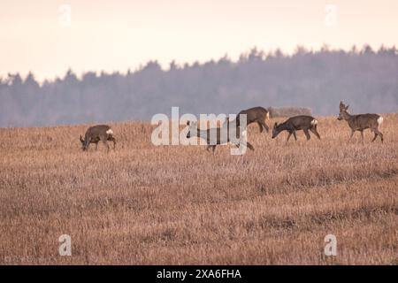 Cervi che corrono nella natura selvaggia su una collina erbosa Foto Stock