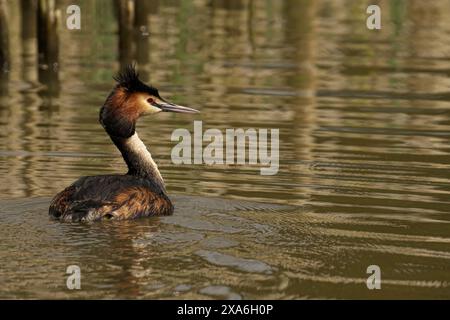 Un grande Grebe Crested che si gusta alla luce del sole sull'acqua Foto Stock