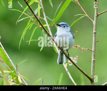 Un primo piano di un Gnatcatcher Blue-Gray arroccato su un ramo verde Foto Stock