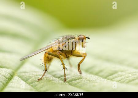 Una mosca di sterco gialla (Scathophaga stercoraria) in piedi su una foglia con gambe sparse Foto Stock