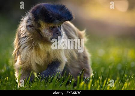 Una scimmia che passeggia su una lussureggiante erba verde. Foto Stock