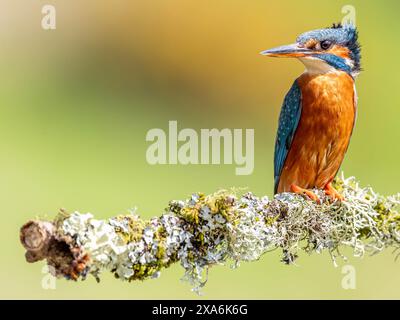 Un piccolo kingfisher appollaiato su un ramo coperto di muschio all'aperto. Foto Stock