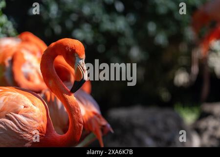 Una congregazione di fenicotteri nel recinto dello zoo da cespugli. Foto Stock