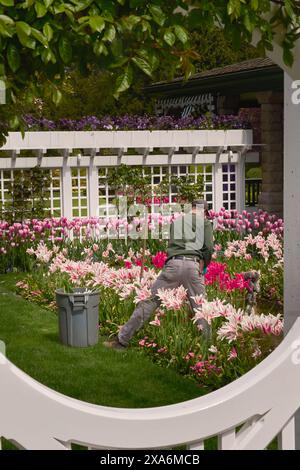 Guardando attraverso il cancello un giardiniere che lavora nel giardino privato dei Butchart Gardens, Victoria, British Columbia. Foto Stock