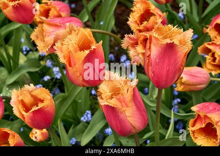 Splendidi e unici tulipani rossi e arancioni in un letto di piccoli fiori blu ai Butchart Gardens, Victoria, British Columbia. Foto Stock