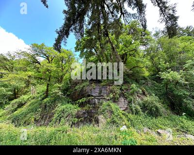 Lussureggianti alberi verdi, erba e rocce in un ambiente collinare boscoso Foto Stock