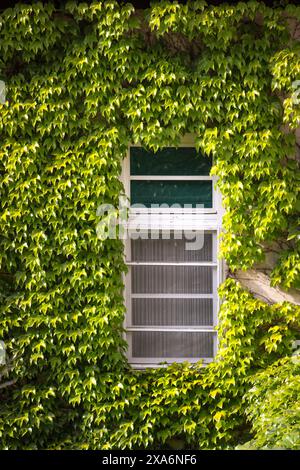 Una finestra circondata da lussureggiante vegetazione che copre un edificio Foto Stock