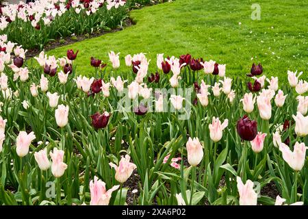 Un bellissimo letto di fiori di tulipani rosa e viola accanto a un prato ben curato ai Butchart Gardens, Victoria, British Columbia. Foto Stock