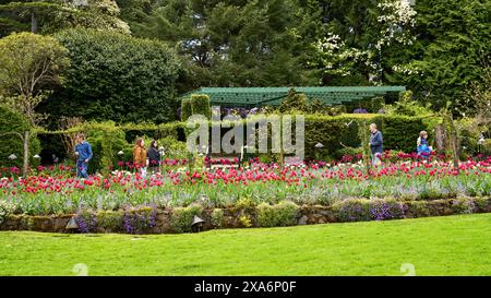 Persone che passeggiano attraverso gli splendidi letti di tulipani dei Butchart Gardens, Victoria. Foto Stock