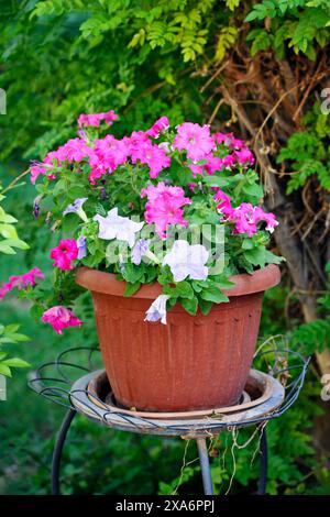 Uno shot verticale di fiori rosa e bianchi in una pentola su uno sgabello vicino ai cespugli Foto Stock