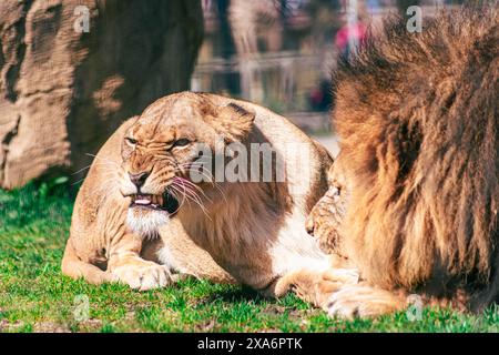 Due leonesse mature che si rilassano sull'erba accanto a una roccia Foto Stock