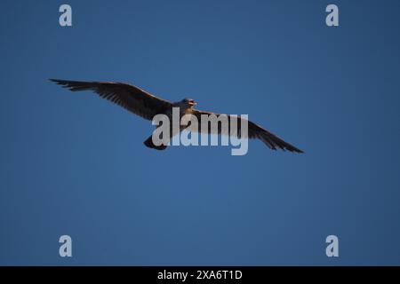 Un animale aereo che indossa un cappello elegante Foto Stock