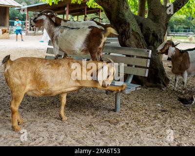 Capra in piedi sulle zampe posteriori, che si allunga per mangiare dalla panchina Foto Stock