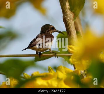 Un uccello marrone di Loten (Cinnyris lotenius) con testa nera arroccata su un ramo con fiori gialli Foto Stock