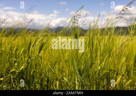 Un primo piano di un lussureggiante campo verde in una giornata di sole Foto Stock