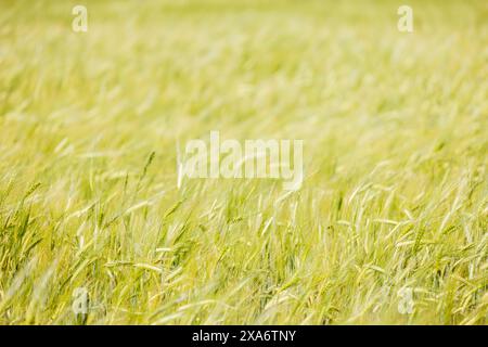 Un primo piano di un lussureggiante campo verde in una giornata di sole Foto Stock