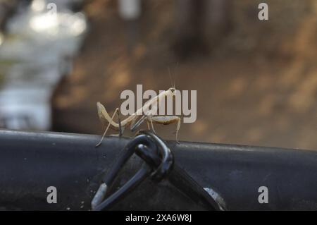 mantis pregante appollaiato sul manubrio della bicicletta Foto Stock