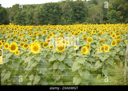 Un campo soleggiato pieno di girasoli in fiore nelle giornate limpide Foto Stock