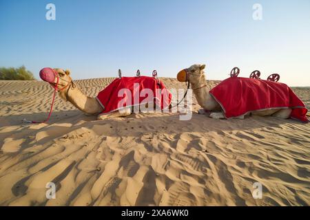 Due cammelli poggiati su una duna sabbiosa a Dubai, Emirati Arabi Uniti Foto Stock