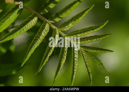 Primo piano di una pianta con foglie verdi lussureggianti Foto Stock