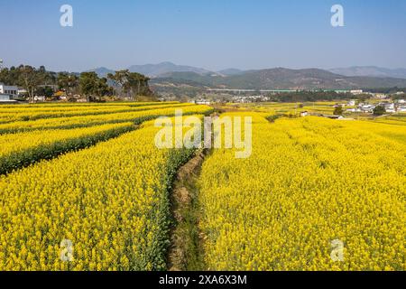 Una vista aerea dei vibranti campi di canola in Corea alla fine della primavera Foto Stock