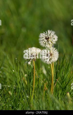 Un dente di leone con rugiada mattutina Foto Stock