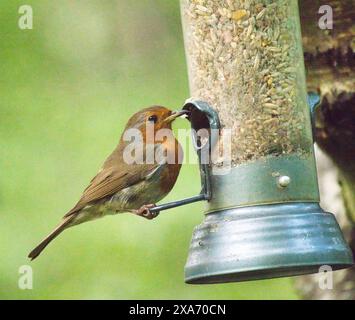 Un uccello robin appollaiato su un alimentatore all'aperto vicino a casa. Foto Stock