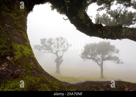 Alberi di alloro puzzolente a Fanal, Madeira, Portogallo. Foto Stock