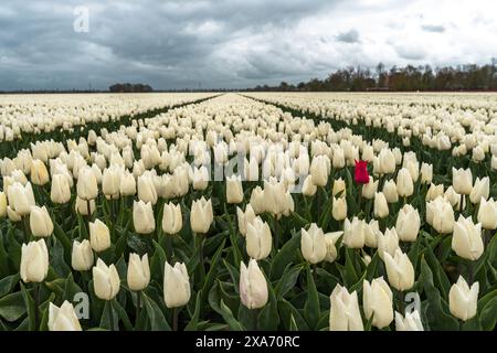 Un tulipano rosso spicca tra i tulipani bianchi in un campo Foto Stock