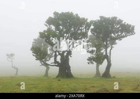 Alberi di alloro puzzolente a Fanal, Madeira, Portogallo. Foto Stock