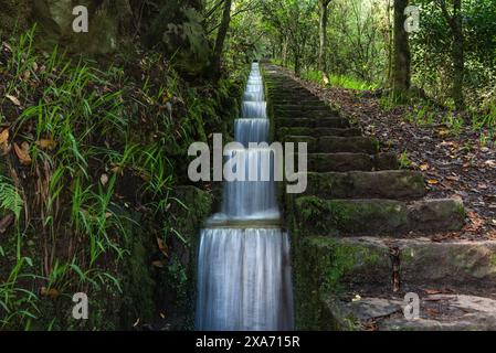 Canale di irrigazione, Levada, Ribeiro Frio, Madeira, Portogallo. Foto Stock