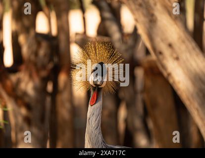 Un uccello in piedi nella terra accanto agli alberi Foto Stock