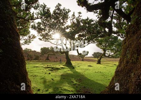 Alberi di alloro puzzolente a Fanal, Madeira, Portogallo. Foto Stock