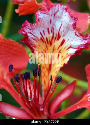 Fiore rosso con petali con punta rossa e stami neri Foto Stock