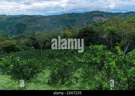 Paesaggio montuoso con coltura di limone tahiti, agrumi x latifolia in primo piano Foto Stock