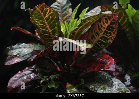 Alcune foglie verdi con gocce di rugiada sotto la pioggia Foto Stock