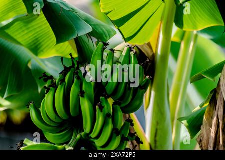 Banane con banane mature appese ai rami Foto Stock