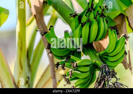 Banane verdi appese su un ramo sopra quelli di maturazione Foto Stock