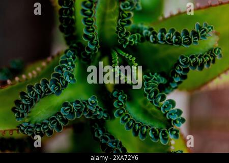 Una piccola pianta con un lussureggiante fogliame verde sui suoi rami Foto Stock