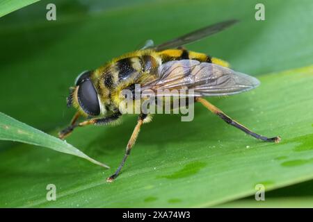 Primo piano naturale e dettagliato su un hoverfly di Batman, Myathropa florea, seduto su una foglia verde Foto Stock