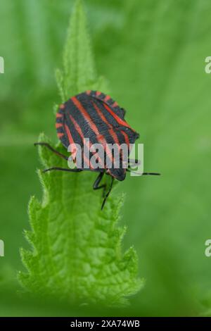 Primo piano verticale naturale sulla bellissima cimice a strisce rosse europee , Graphosoma italicum su una foglia verde Foto Stock