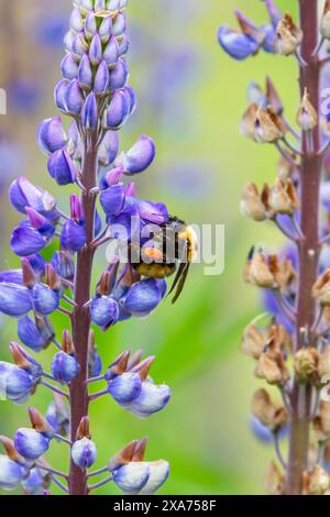 Un bumblebee del Nevada (Bombus nevadensis) con corbiculae arancioni che raccoglie polline dal Lupinus polyphyllus in fiore in un prato occidentale di Washington, Stati Uniti. Foto Stock