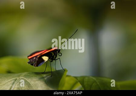 Una foto ravvicinata di una farfalla postino appoggiata su una foglia verde vibrante Foto Stock