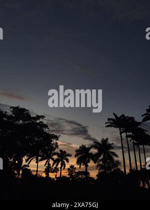 Alba su palme sagomate contro il cielo Foto Stock