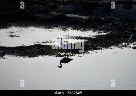 Un airone grigio che si tuffa in una tranquilla piscina di marea all'alba, una vista comune lungo la Atlantic Ocean Road in Norvegia. Foto Stock