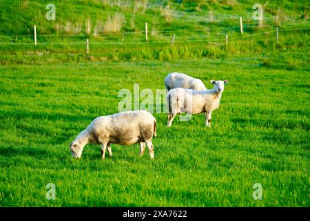 Pecore che pascolano in un lussureggiante campo verde vicino a Bud, villaggio norvegese Foto Stock