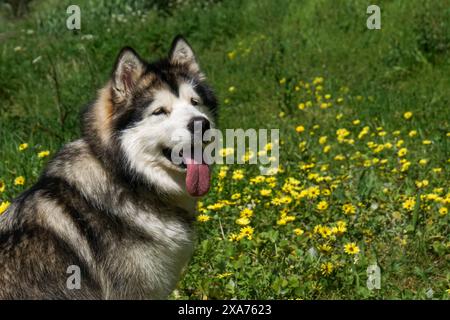 Un cane malamuto dell'Alaska in un campo di erba e fiori Foto Stock