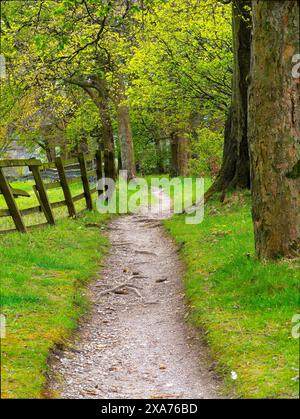 Sereno sentiero nella foresta fiancheggiato da alberi lussureggianti e da una recinzione rustica in legno, che invita a una tranquilla passeggiata in primavera. Foto Stock