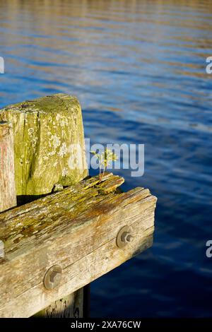 Un piccolo albero che germoglia dai tronchi di legno strutturali di un'antica banchina a Hoegset Marina, Norvegia Foto Stock