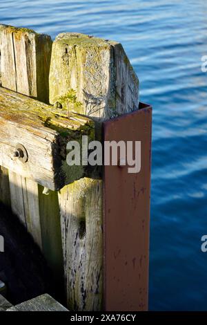 Un piccolo albero che germoglia dai tronchi di legno strutturali di un'antica banchina a Hoegset Marina, Norvegia Foto Stock